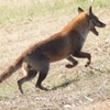 DSCN6750：キツネ