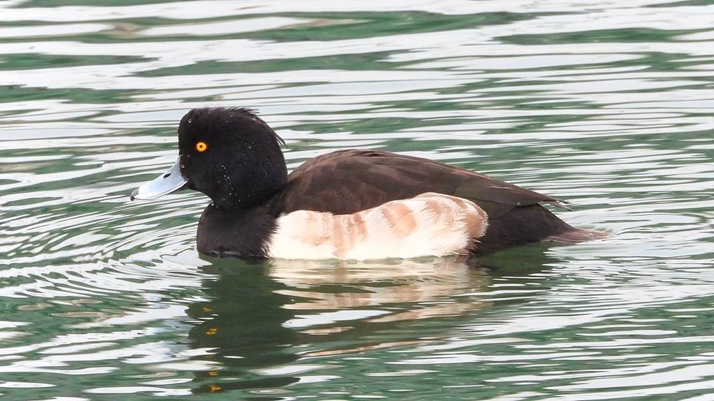 DSCN7131：キンクロハジロ（オス）