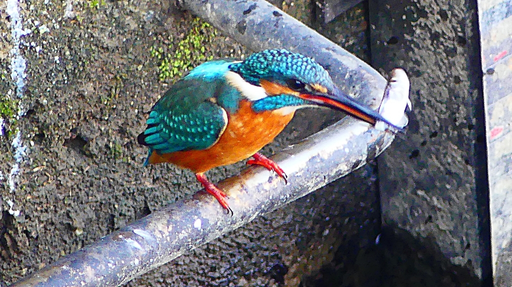 P2410417：カワセミ（オス）