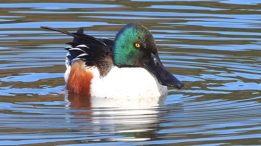 DSCN6039：ハシビロガモ