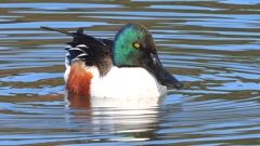 DSCN6039：ハシビロガモ