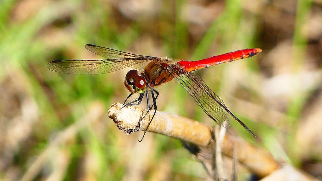 P2330449：アキアカネ（オス）