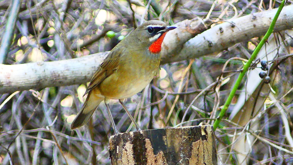 P2310308：ノゴマ（オス