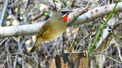 P2310308：ノゴマ（オス