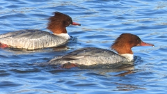 DSCN3308：カワアイサ（メス）