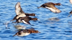 P2380179：飛ぶキンクロハジロ