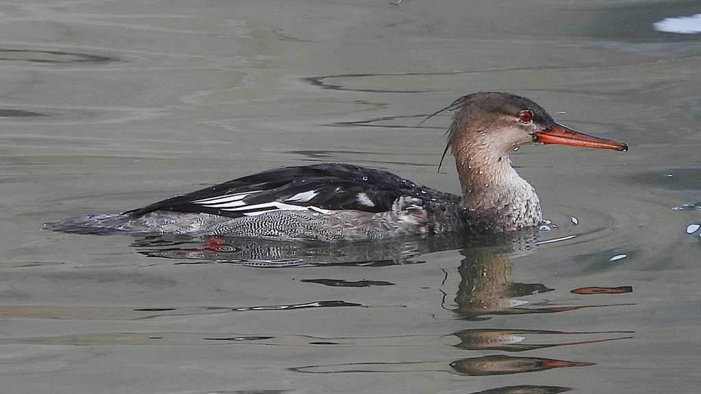 DSCN3224：ウミアイサ（オス）