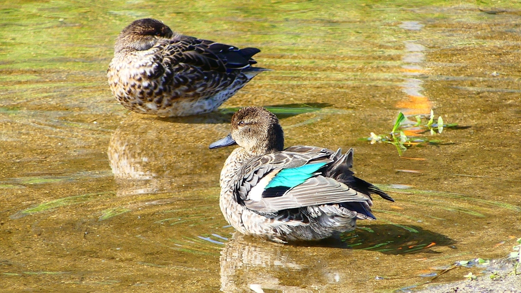 P2330590：コガモ