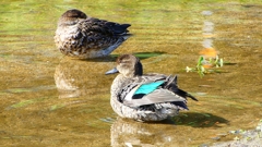 P2330590：コガモ