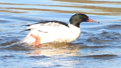 DSCN5330：カワアイサ（オス）