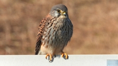 DSCN6700：チョウゲンボウ