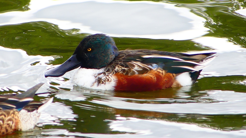 P2330796：ハシビロガモ