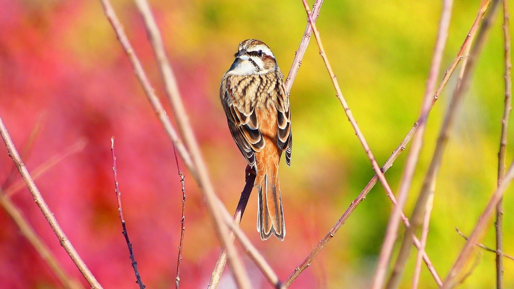 P2390352：ホオジロ（メス）