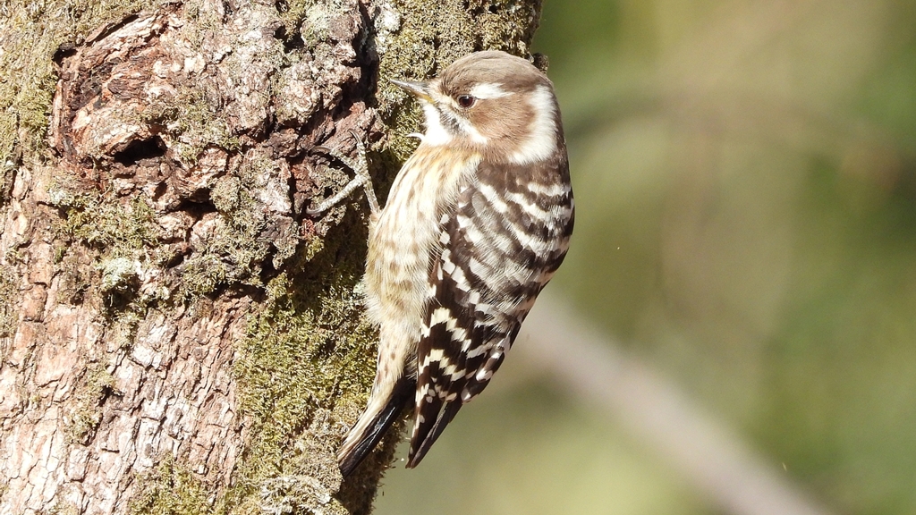 DSCN8682：コゲラ