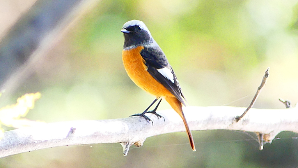 P2300498：ジョウビタキ（オス）