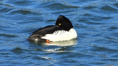 DSCN5557：ホオジロガモ（オス）