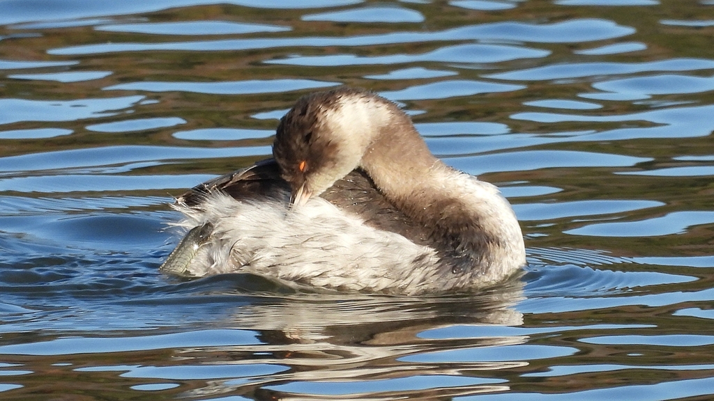 DSCN5940：ハジロカイツブリ