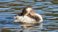 DSCN5940：ハジロカイツブリ