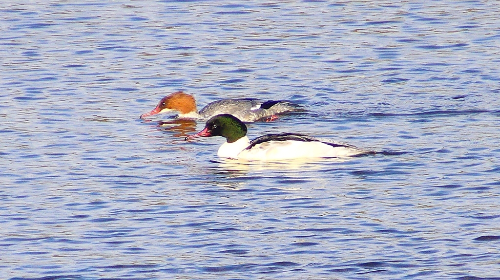 P2410325：カワアイサ