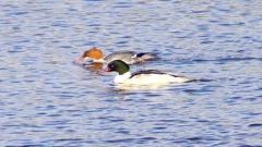 P2410325：カワアイサ