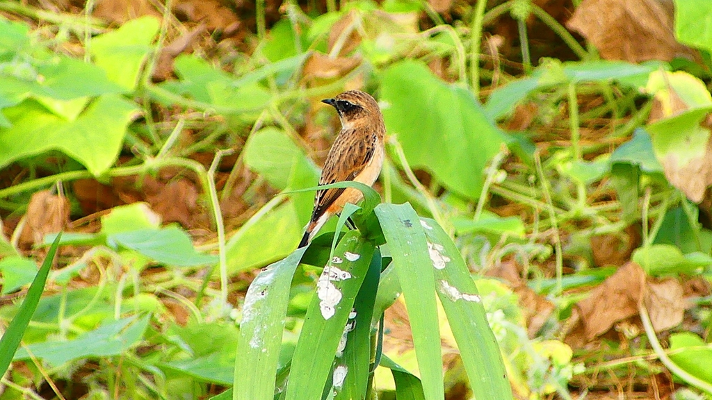 P2290300：ノビタキ
