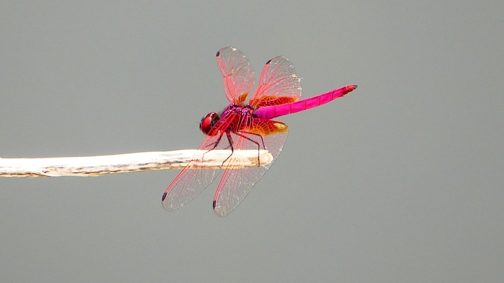 P2280527：ベニトンボ（オス）