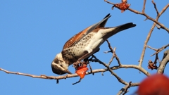 DSCN4685：ツグミ