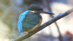 DSCN7977：カワセミ（メス）