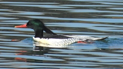 DSCN0814：コウライアイサ