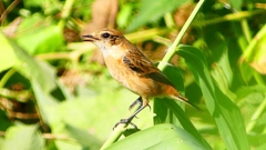 P2300259：ノビタキ