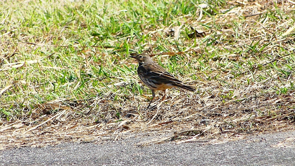 P2330392：タヒバリ