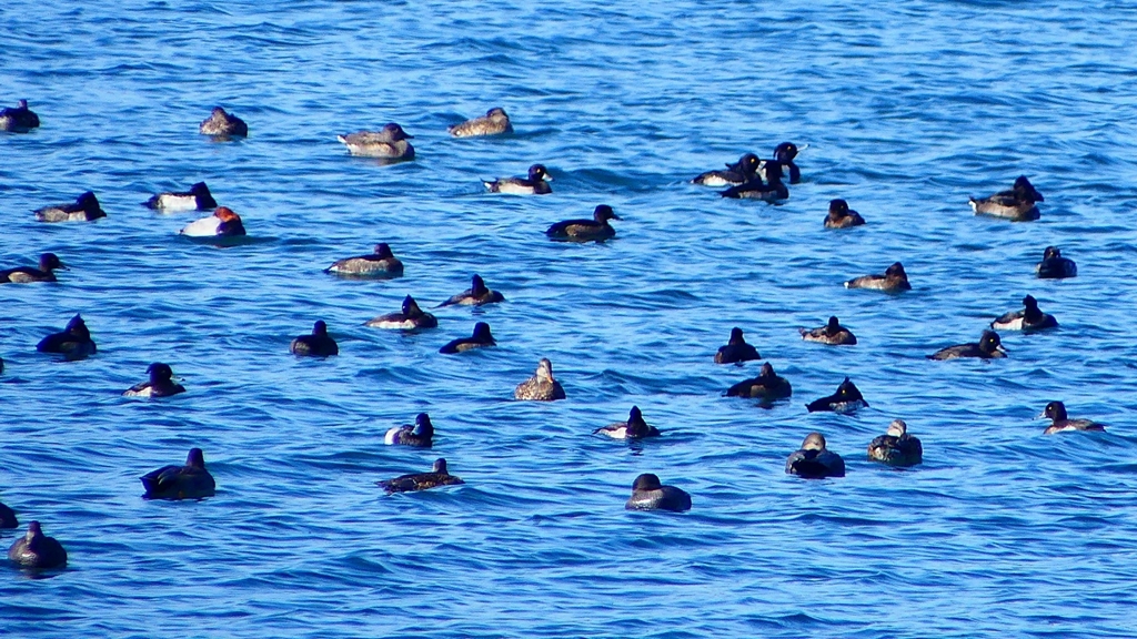 P2320602：カモ類