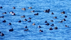 P2320602：カモ類