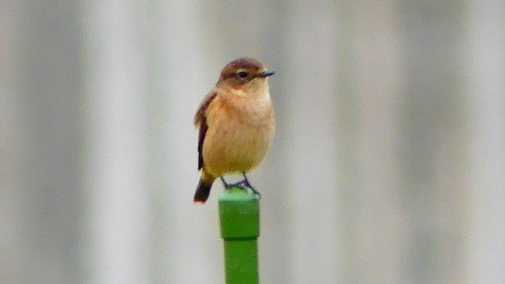 P2260836：ノビタキ