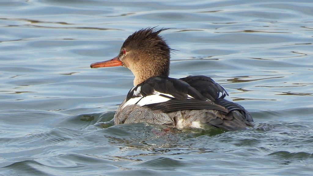 DSCN3232：ウミアイサ（オス）