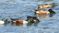 DSCN0090：ハシビロガモ