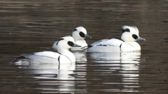 DSCN3184：ミコアイサ（オス）