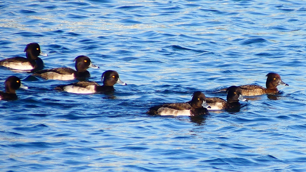 P2380152：キンクロハジロ