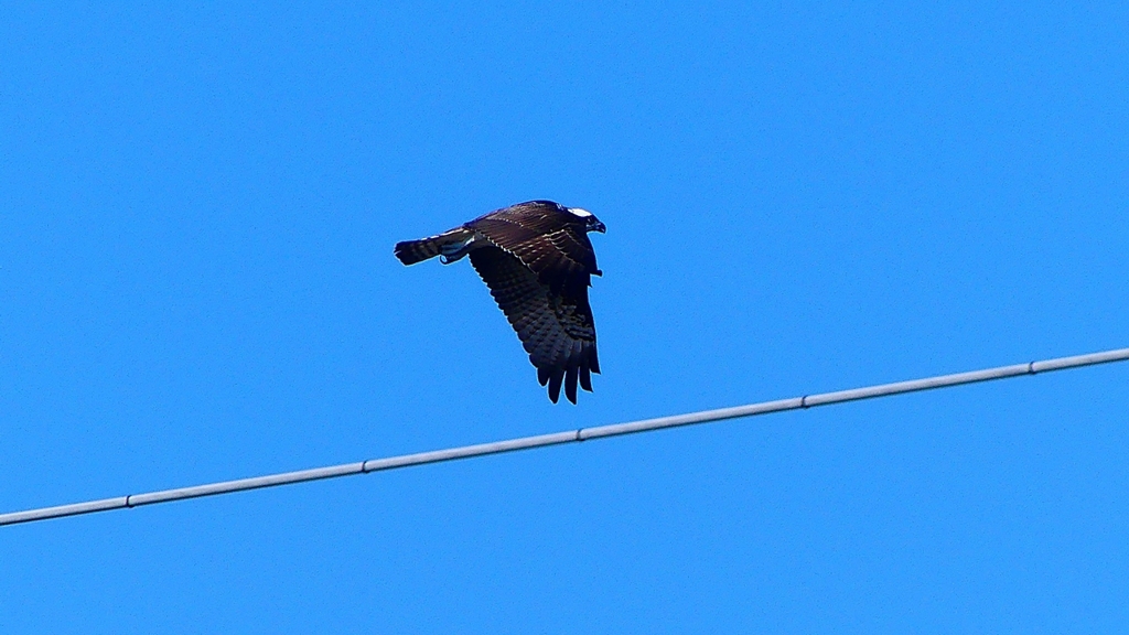P2270455：飛ぶミサゴ