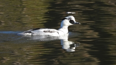 DSCN4918：ミコアイサ（オス）