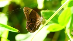 P2260525：クロヒカゲ
