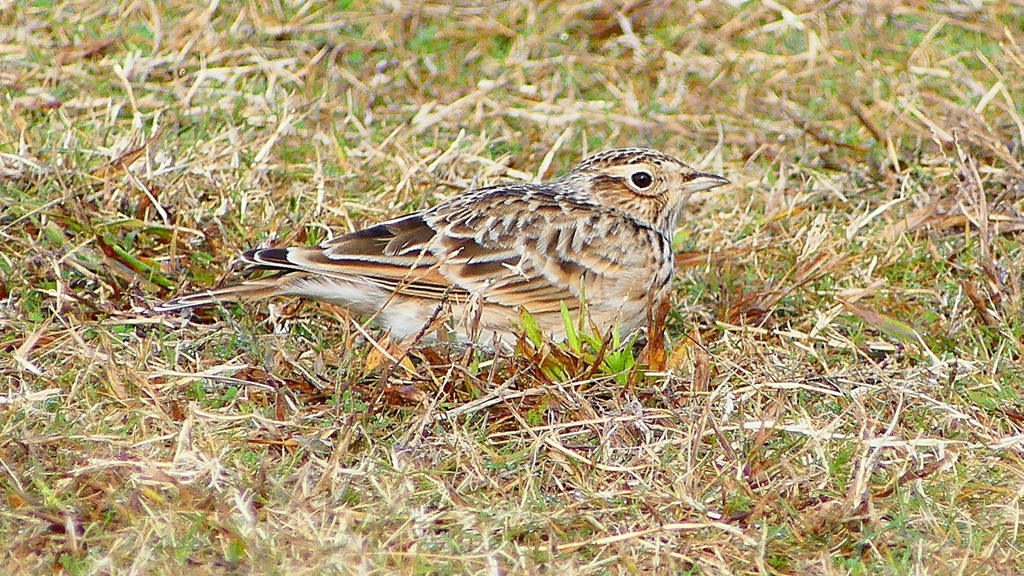 P2350699：ヒバリ