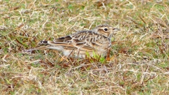 P2350699：ヒバリ