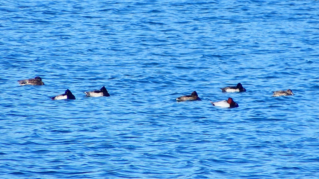 P2320566：カモ類