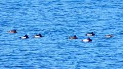 P2320566：カモ類