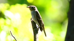 P2300044：コサメビタキ