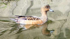 P2340908：ヒドリガモ