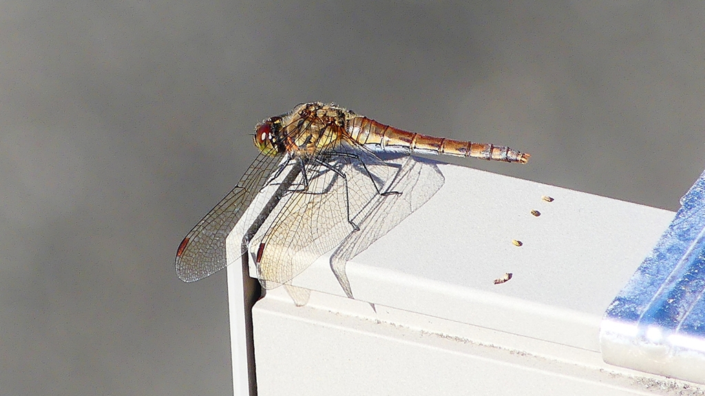 P2380051：アキアカネ（メス）