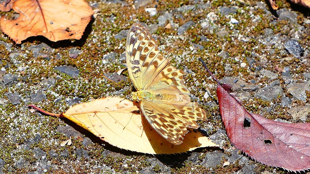 P2260431：ミドリヒョウモン