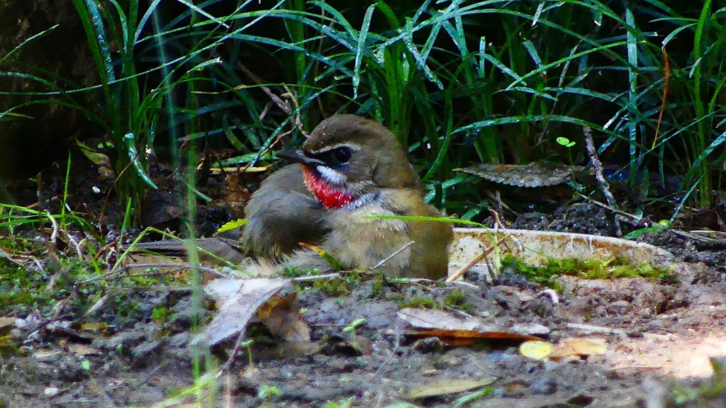 P2310620：ノゴマ（オス